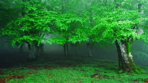 Foggy forest entrance Stock Photos