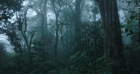 The foggy forest features a microstock plus logo in the distant background Stock Footage 275822033