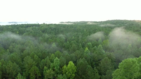 Foggy Forest Flyover Stock Footage 138132269