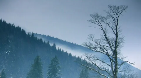 Foggy forest Stock-Footage 650753