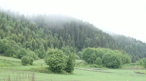 Foggy forest Vídeo Stock 15788071