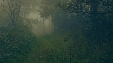 Foggy Forest Stock Footage 63259608