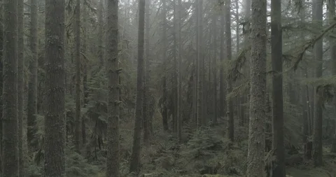 Foggy forest Stock Footage 88607941