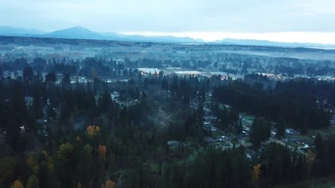 Foggy forest Stock Footage 99417229