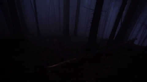 Foggy Forest Stock Footage