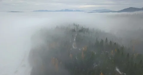 Foggy Forest 库存影片 129649515