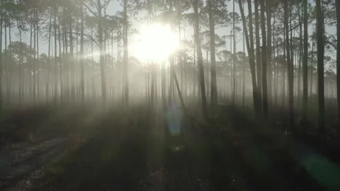 Foggy Forest 動画素材 137964930