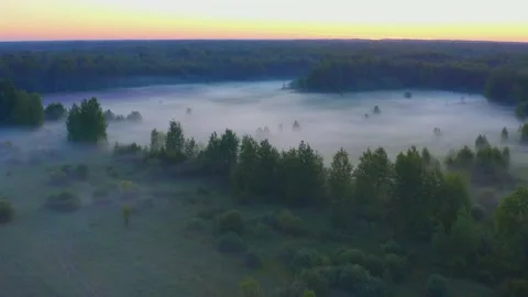 Foggy forest Video stock 157655714