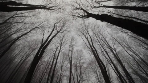 Foggy forest Stock Footage 169798668