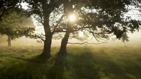 Foggy forest Vídeos de archivo 212115255