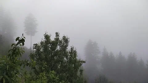 Foggy forest Stock Footage 240838341