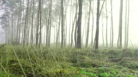 Foggy forest Stock Footage 252412732