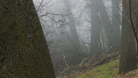 Foggy forest Stock Footage 272493824