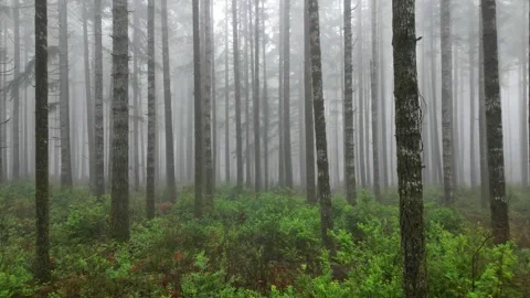Foggy forest 動画素材 278379000