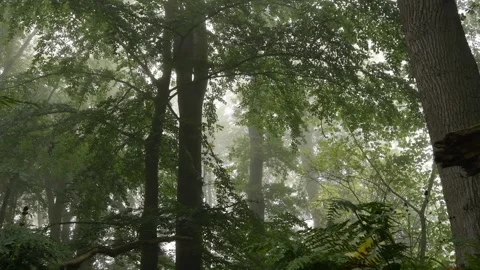 Foggy forest; Germany Stock Footage 264388659