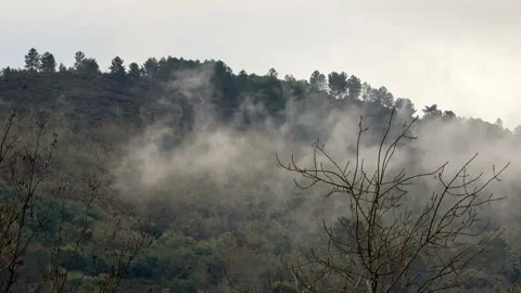 Foggy Forest Hillside at Dusk Stock Footage 278533641