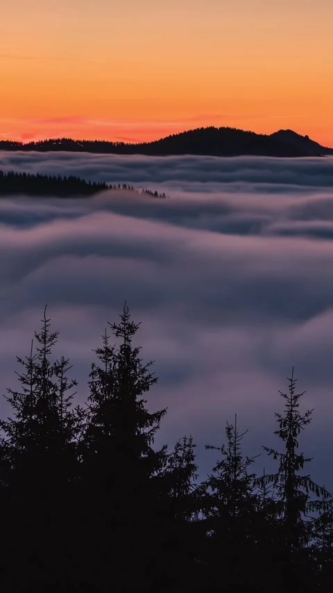 Foggy Forest Landscape After Sunset, Peaceful Nature Vertical Time Lapse Video stock 323114935