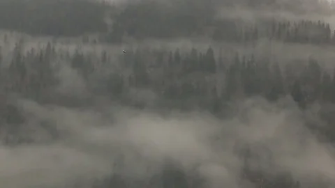 Foggy forest landscape in Canada Stock Footage 72190272