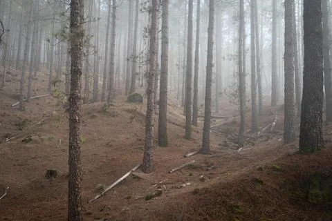 Foggy forest landscape with a path between pines with logs in the way Stock Photos