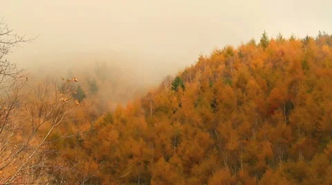 Foggy forest in the mountains. Stock Footage 9435509