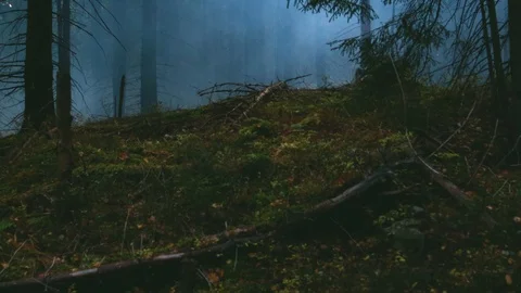Foggy forest. Mountains, trees, forests, autumn, fog. Travels in the autumn.  動画素材 120240439