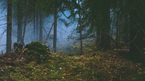 Foggy forest. Mountains, trees, forests, autumn, fog. Travels in the autumn.  動画素材 120240441