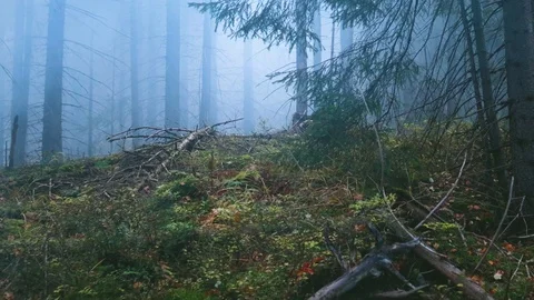 Foggy forest. Mountains, trees, forests, autumn, fog. Travels in the autumn.  動画素材 120240442