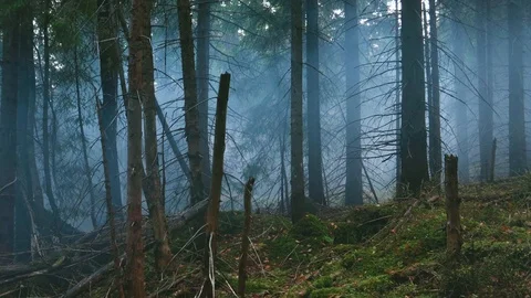 Foggy forest. Mountains, trees, forests, autumn, fog. Travels in the autumn.  動画素材 120240463