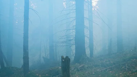 Foggy forest. Mountains, trees, forests, autumn, fog. Travels in the autumn.  스톡 동영상 120240466