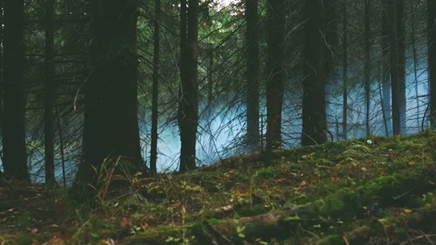 Foggy forest. Mountains, trees, forests, autumn, fog. Travels in the autumn.  動画素材 120240477