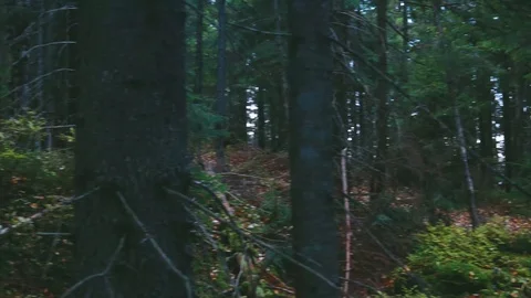 Foggy forest. Mountains, trees, forests, autumn, fog. Travels in the autumn.  動画素材 120240478
