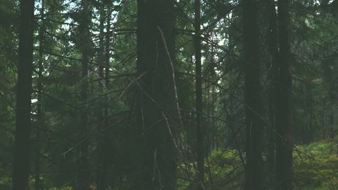 Foggy forest. Mountains, trees, forests, autumn, fog. Travels in the autumn.  動画素材 120240484