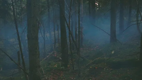 Foggy forest. Mountains, trees, forests, autumn, fog. Travels in the autumn.  動画素材 120240485