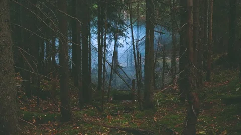 Foggy forest. Mountains, trees, forests, autumn, fog. Travels in the autumn.  動画素材 120240490