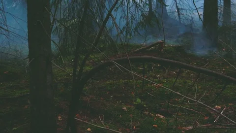 Foggy forest. Mountains, trees, forests, autumn, fog. Travels in the autumn.  動画素材 120240501