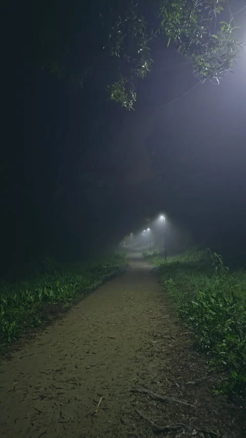 Foggy forest path illuminated by streetlights at night Stock Footage 280257583