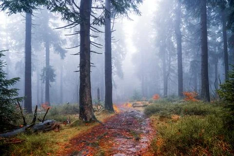 Foggy forest path Stock Photos