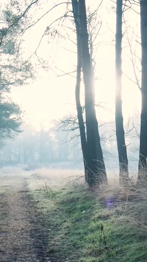 Foggy forest path with sun shining through trees Stock Footage 327114636