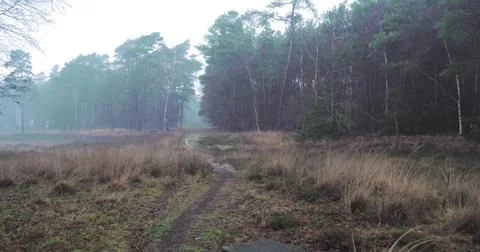 Foggy Forest Path Through a Misty Woodland Stock Photos