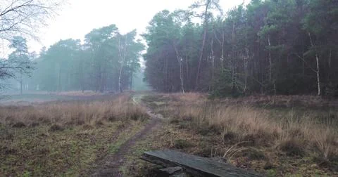 Foggy Forest Path Through a Misty Woodland Stock Photos
