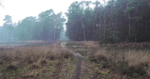 Foggy Forest Path Through a Misty Woodland Stock Photos