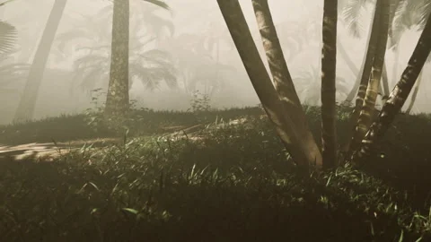 Foggy forest path through tall trees and lush plants in morning light Stock Footage 343574560
