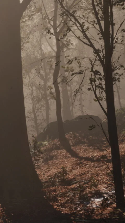 Foggy forest path with trees and fallen leaves in the morning light Stock Footage 343158480