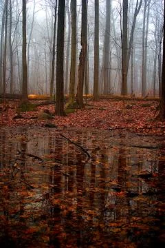 Foggy forest Stock Photos