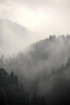 Foggy forest Stock Photos