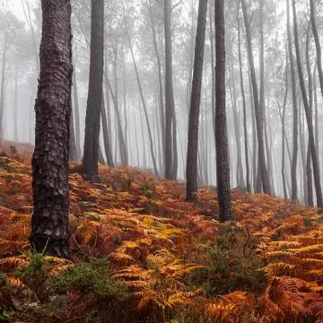 Foggy forest Stock-Fotos
