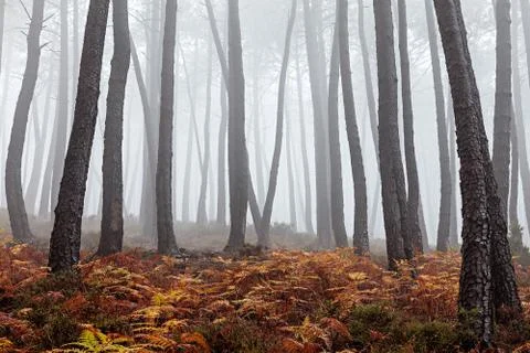 Foggy Forest Stock Photos
