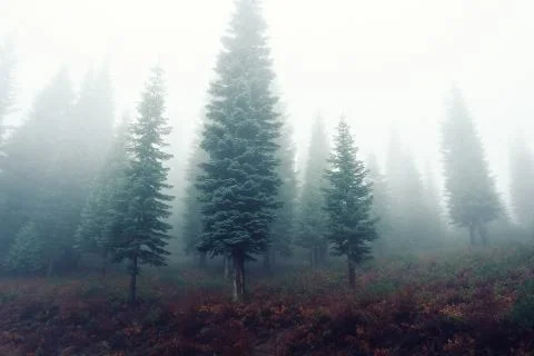 Foggy Forest 库存照片