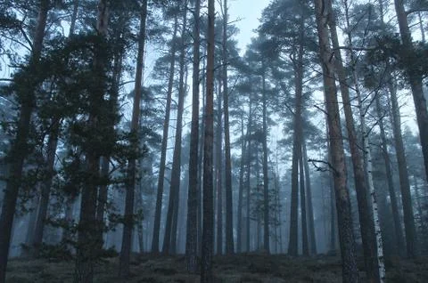Foggy forest. Stock Photos