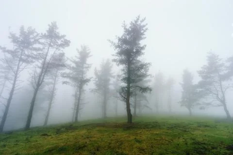 Foggy forest Stock Photos